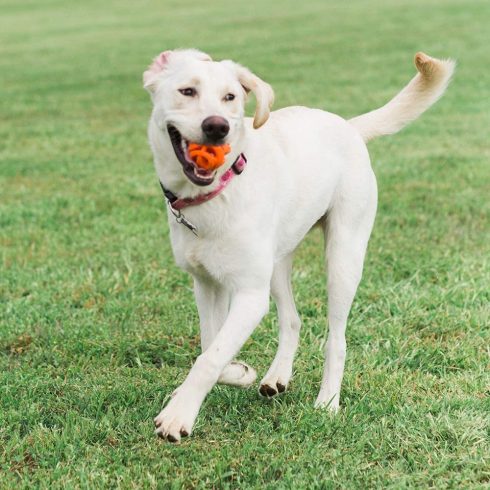 Chuckit! Breathe Right Fetch Ball M 1 db