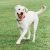 Chuckit! Breathe Right Fetch Ball M 1 db