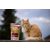 Marp CAT Holistic Strilised 70 g