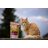 Marp CAT Holistic Strilised 0,5 kg
