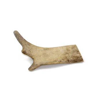 Marp Dámszarvas agancs- Fallow Deer Antlers S