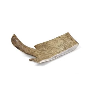Marp Dámszarvas agancs- Fallow Deer Antlers XL
